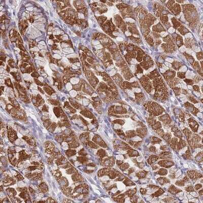 Immunohistochemistry-Paraffin: MRPS14 Antibody [NBP2-13622]
