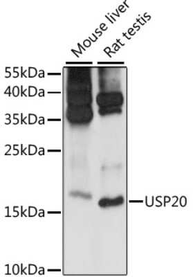 Western Blot: MRPS14 AntibodyAzide and BSA Free [NBP2-93099]