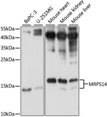 Western Blot: MRPS14 AntibodyAzide and BSA Free [NBP2-93952]