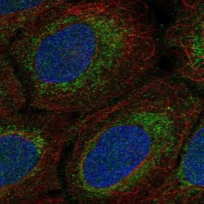 Immunocytochemistry/ Immunofluorescence: MRPS15 Antibody [NBP2-57860]