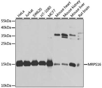 Western Blot: MRPS16 AntibodyBSA Free [NBP2-94082]