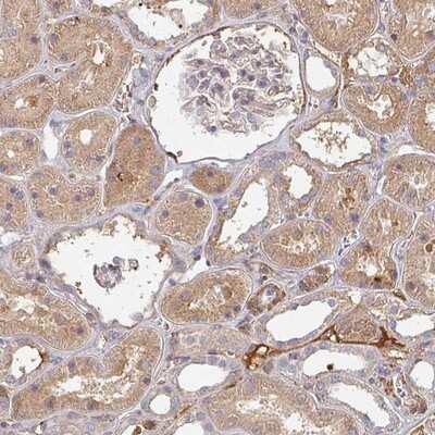 Immunohistochemistry-Paraffin: MRPS17 Antibody [NBP2-13623]