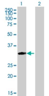 Western Blot: MRPS18B Antibody [H00028973-B01P]