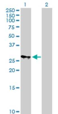 Western Blot: MRPS18B Antibody [H00028973-B02P]
