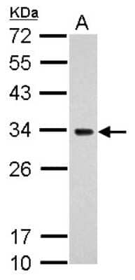 Western Blot: MRPS18B Antibody [NBP2-15024]