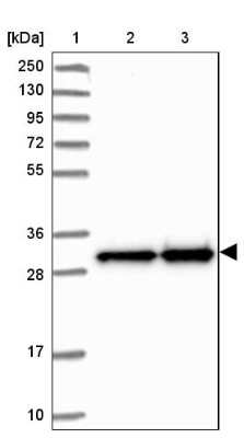 Western Blot: MRPS18B Antibody [NBP2-48792]