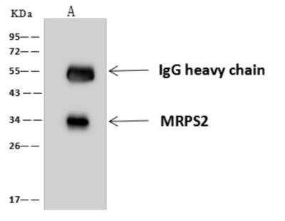 Immunoprecipitation: MRPS2 Antibody [NBP3-06045]