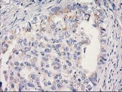 Immunohistochemistry: MRPS2 Antibody (OTI4D6) - Azide and BSA Free [NBP2-72783]