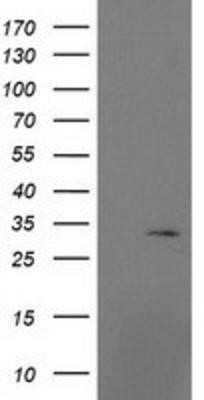 Western Blot: MRPS2 Antibody (OTI4D6)Azide and BSA Free [NBP2-72783]