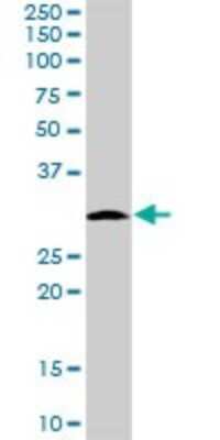 Western Blot: MRPS2 Antibody [H00051116-B01P]