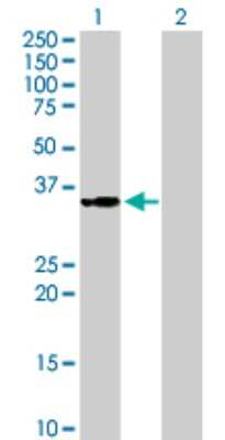 Western Blot: MRPS2 Antibody [H00051116-B01P]