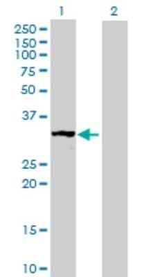 Western Blot: MRPS2 Antibody [H00051116-B02P]