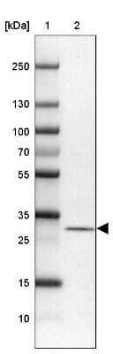 Western Blot: MRPS2 Antibody [NBP2-33822]