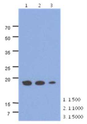 Western Blot: MRPS25 Antibody (38E7)BSA Free [NBP2-42628]