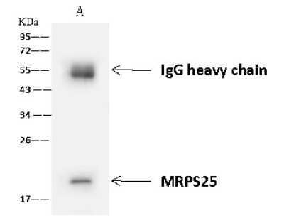 Immunoprecipitation: MRPS25 Antibody [NBP2-98523]