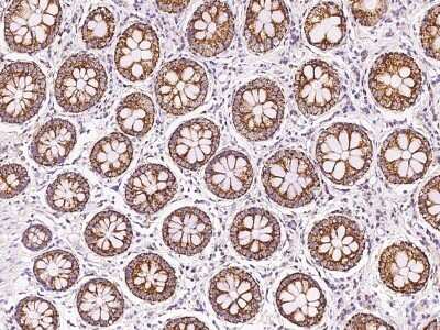 Immunohistochemistry-Paraffin: MRPS26 Antibody [NBP2-97474]