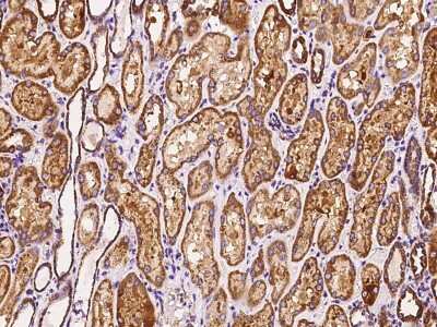 Immunohistochemistry-Paraffin: MRPS26 Antibody [NBP2-97474]