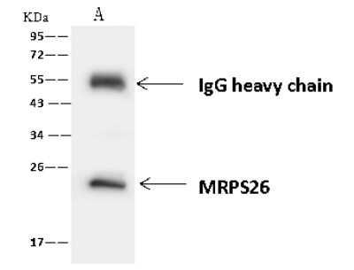 Immunoprecipitation: MRPS26 Antibody [NBP2-97474]