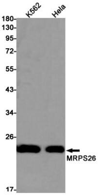 Western Blot: MRPS26 Antibody (S01-2D6) [NBP3-19698]