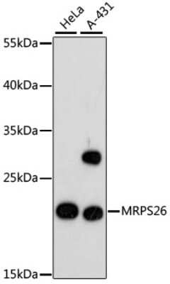 Western Blot: MRPS26 AntibodyAzide and BSA Free [NBP2-93351]