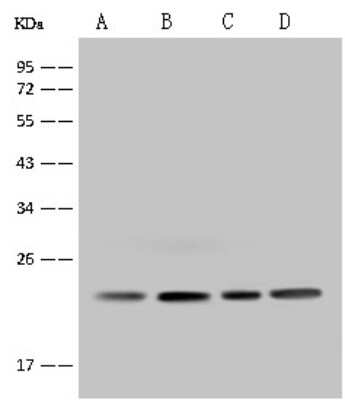 Western Blot: MRPS26 Antibody [NBP2-97474]