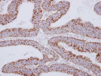 Immunohistochemistry-Paraffin: MRPS27 Antibody [NBP2-19414]