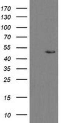 Western Blot: MRPS27 Antibody (OTI1A2)Azide and BSA Free [NBP2-72784]