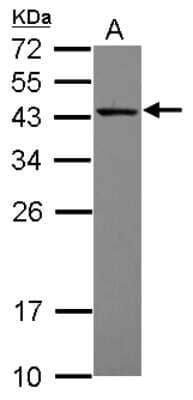 Western Blot: MRPS27 Antibody [NBP2-19414]