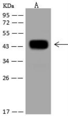 Western Blot: MRPS27 Antibody [NBP3-12687]