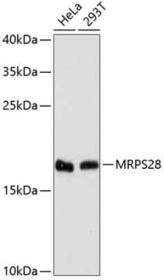 Western Blot: MRPS28 AntibodyAzide and BSA Free [NBP2-93219]