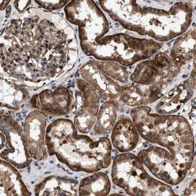 Immunohistochemistry-Paraffin: MRPS30 Antibody [NBP1-87343]