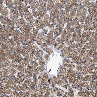 Immunohistochemistry-Paraffin: MRPS30 Antibody [NBP1-87343]