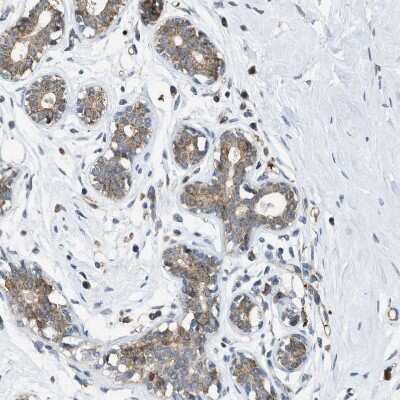 Immunohistochemistry-Paraffin: MRPS30 Antibody [NBP1-87344]