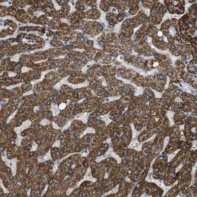 Immunohistochemistry-Paraffin: MRPS30 Antibody [NBP1-87344]