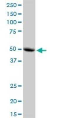 Western Blot: MRPS30 Antibody [H00010884-B01P]