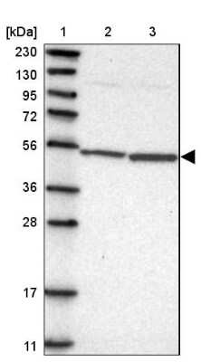 Western Blot: MRPS30 Antibody [NBP1-87343]
