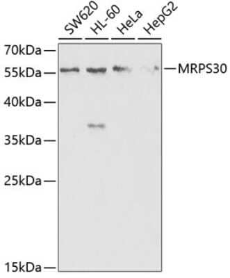 Western Blot: MRPS30 AntibodyBSA Free [NBP2-94408]