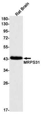 Western Blot: MRPS31 Antibody (S04-4C1) [NBP3-19699]