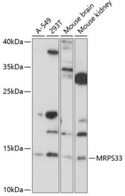 Western Blot: MRPS33 AntibodyAzide and BSA Free [NBP2-93960]