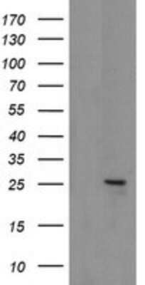 Western Blot: MRPS34 Antibody (OTI4H2)Azide and BSA Free [NBP2-72788]