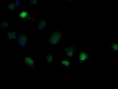 Immunofluorescence: MRPS34 Antibody (OTI4H2) [NBP2-45432]