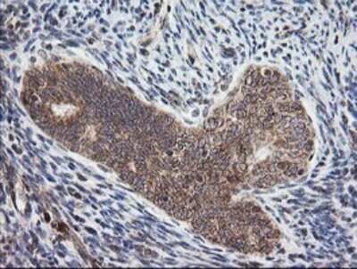Immunohistochemistry: MRPS34 Antibody (OTI4H2) [NBP2-45432]
