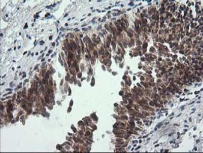 Immunohistochemistry: MRPS34 Antibody (OTI4H2) [NBP2-45432]
