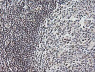 Immunohistochemistry: MRPS34 Antibody (OTI4H2) [NBP2-45432]