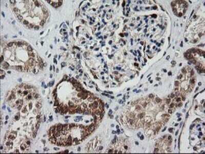 Immunohistochemistry: MRPS34 Antibody (OTI4H2) [NBP2-45432]