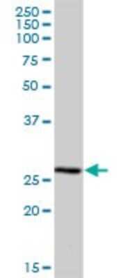 Western Blot: MRPS34 Antibody [H00065993-B01P]