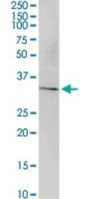 Western Blot: MRPS34 Antibody [H00065993-D02P]