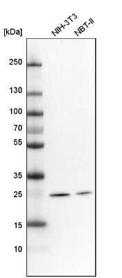 Western Blot: MRPS34 Antibody [NBP1-82729]