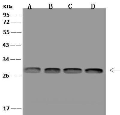 Western Blot: MRPS34 Antibody [NBP3-12672]