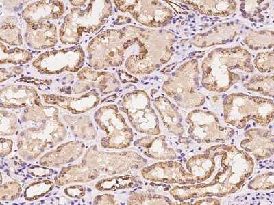 Immunohistochemistry-Paraffin: MRPS35 Antibody [NBP2-98524]